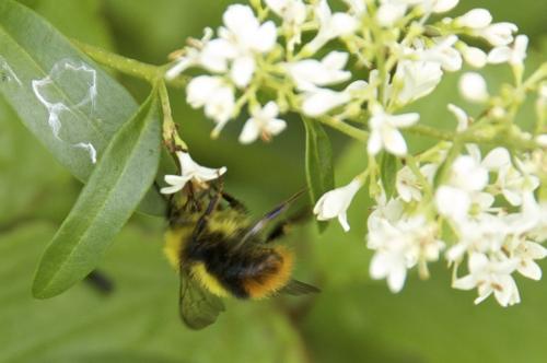 Réf. 247 462 : Bombus pratorum